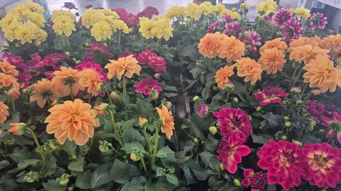 <h4>DAHLIA ROYAL GEM</h4>