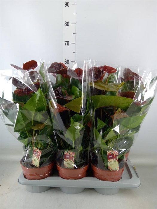 <h4>Anthurium andr. 'Essencia'</h4>