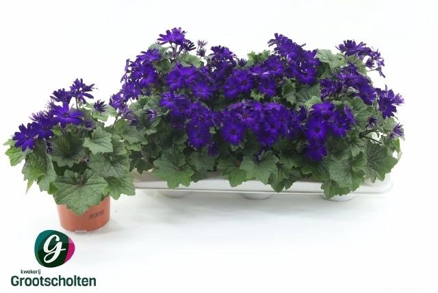 arr8 Peri C Man Purple