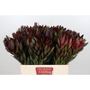 Leucadendron Saf Sunset Dark R.