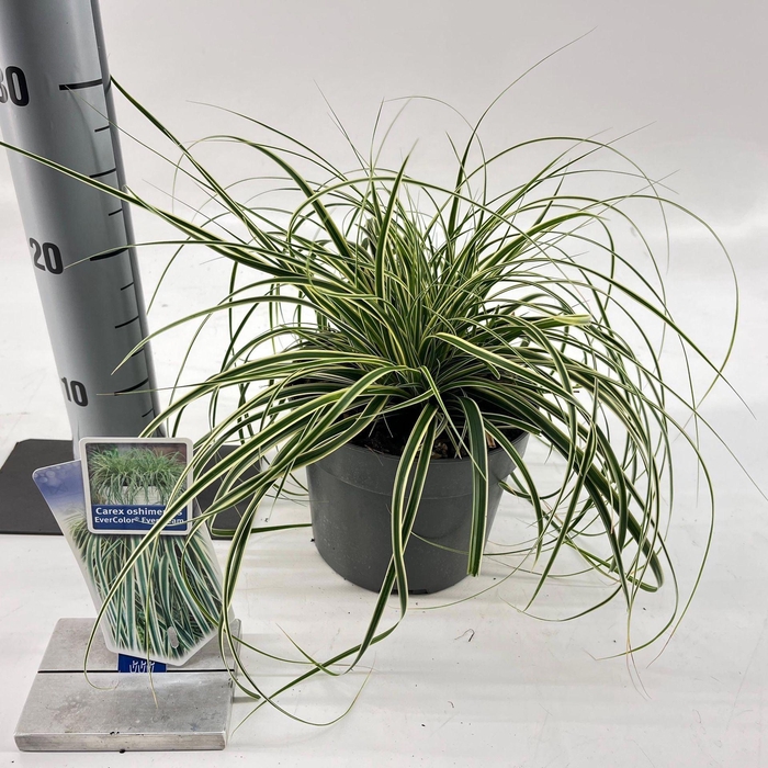 <h4>Carex oshimensis</h4>
