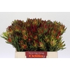 Leucadendron Yellow Blush