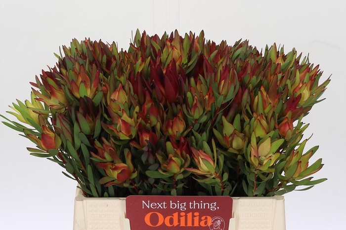 Leucadendron Yellow Blush