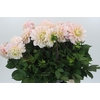 Dahlia Sweet Nathalie