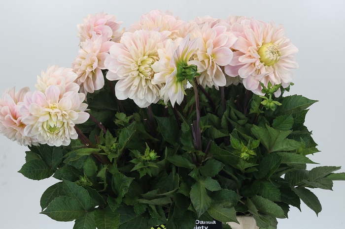 Dahlia Sweet Nathalie