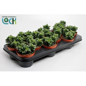 Crassula Spring Time