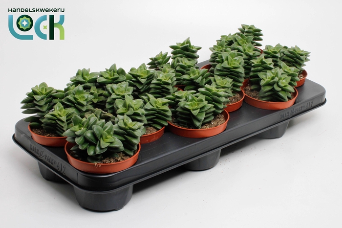 <h4>Crassula Spring Time</h4>