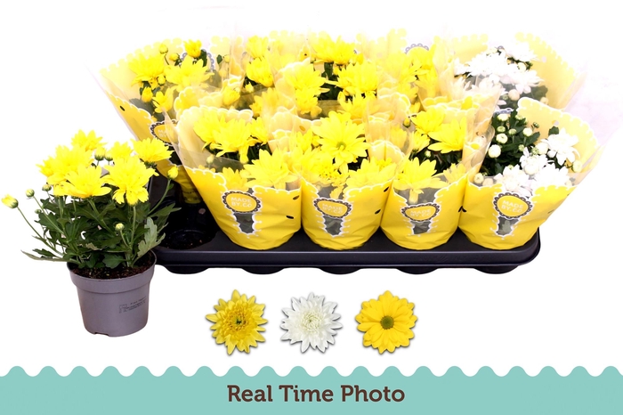 <h4>CHR GEMENGD</h4>