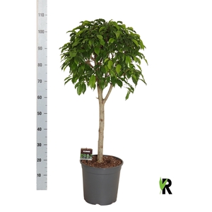 Ficus benja.   ...