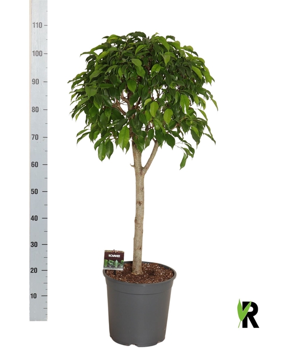 <h4>Ficus benja.   ...</h4>