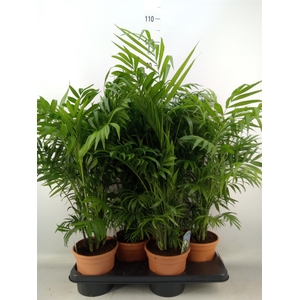 Chamaedorea elegans