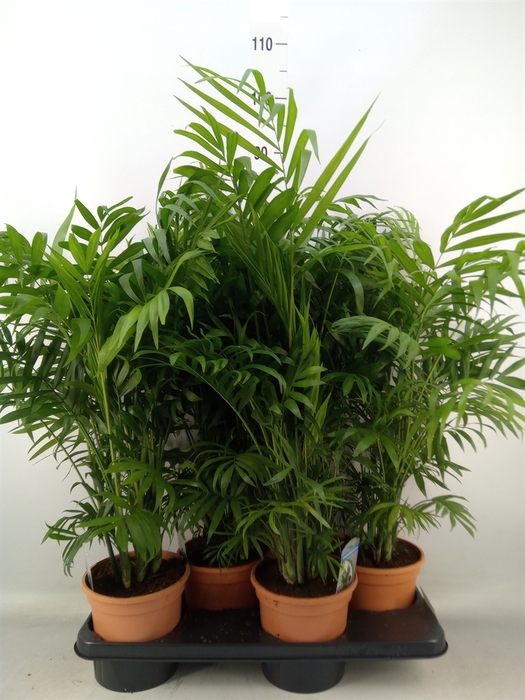 <h4>Chamaedorea elegans</h4>