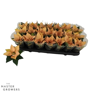 Poinsettia Autumn Leaves 6cm met hoes