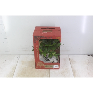 BONSAI FRUTA VASO PLASTICO 1.1L