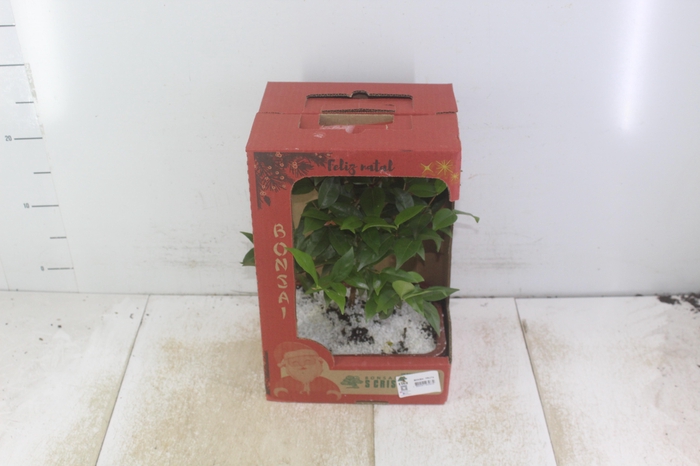 <h4>BONSAI FRUTA VASO PLASTICO 1.1L</h4>