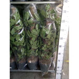 Philodendron pedatum