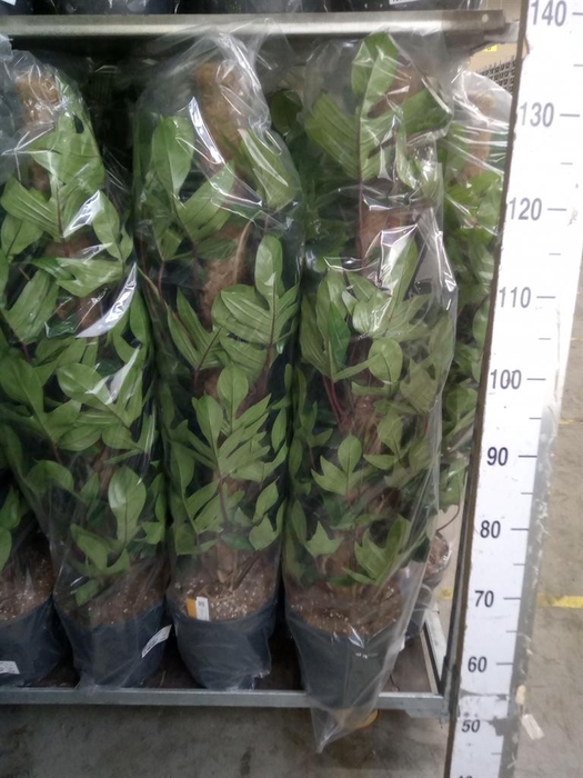 <h4>Philodendron pedatum</h4>