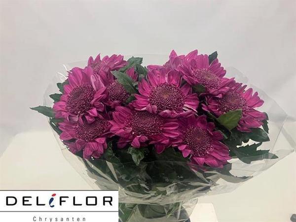 <h4>CHR G ELEONORA DARK</h4>