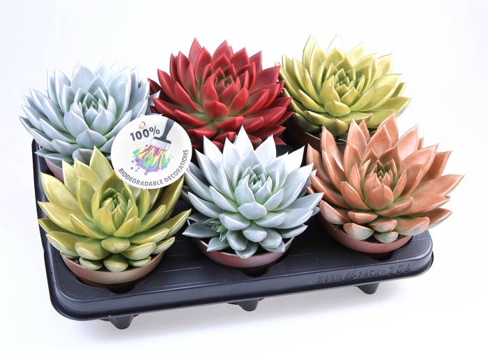 <h4>Echeveria  'Miranda'</h4>