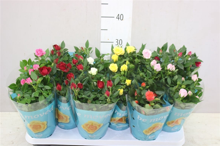 <h4>Rosa Beau Monde Gemengd</h4>