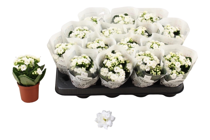 <h4>KAL GE DON DIONE</h4>