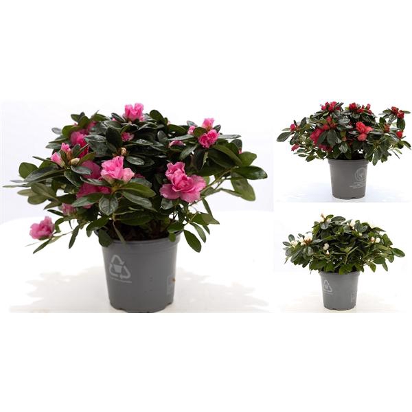 <h4>1st class Azalea mix P&PURE Collection</h4>