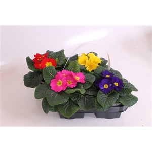 Primula Acaulis 10.5 - 4 Pack