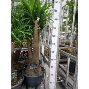 Beaucarnea recurvata