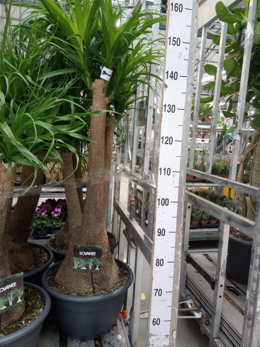 <h4>Beaucarnea recurvata</h4>