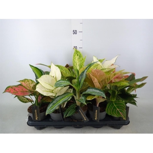 Aglaonema   ...