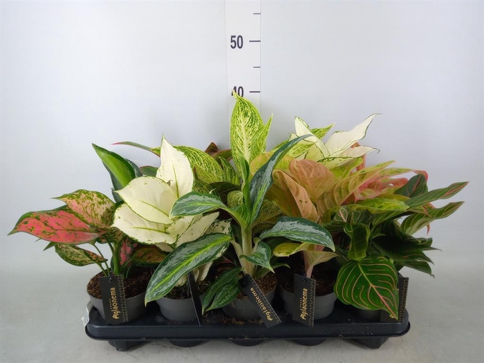 <h4>Aglaonema   ...</h4>