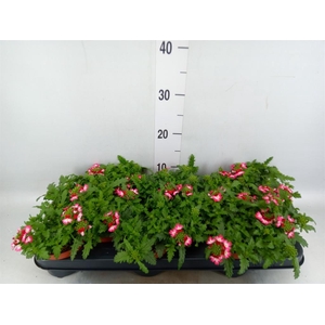 Verbena  'Magelana Pink Swirl'