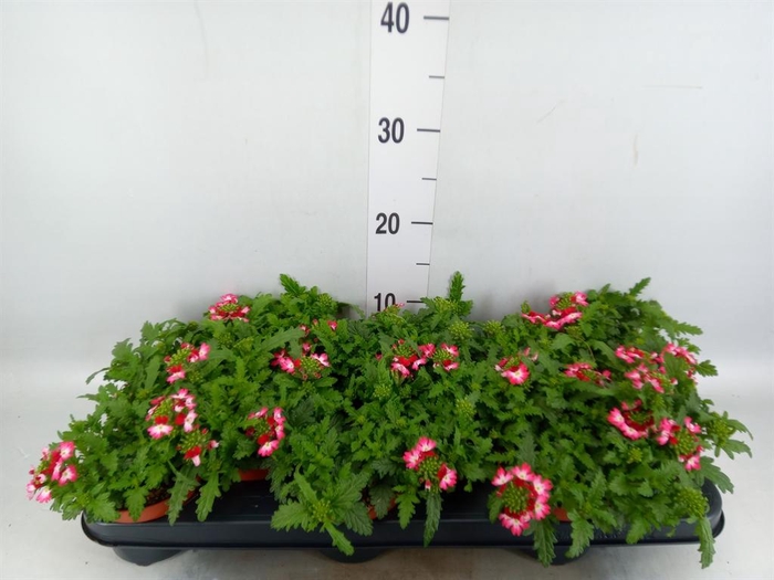 <h4>Verbena  'Magelana Pink Swirl'</h4>
