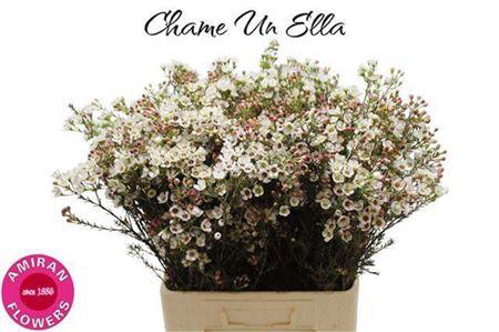 <h4>Chame Un Ella</h4>