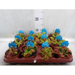 Dionaea muscipula