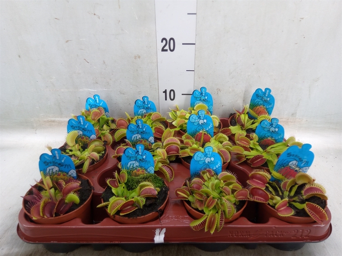 <h4>Dionaea muscipula</h4>