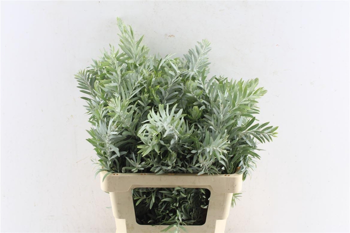 <h4>Acacia Luna D'argento</h4>