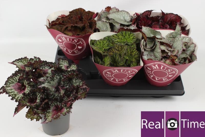 <h4>BEG BEL GEM</h4>