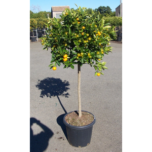 Citrus hystrix