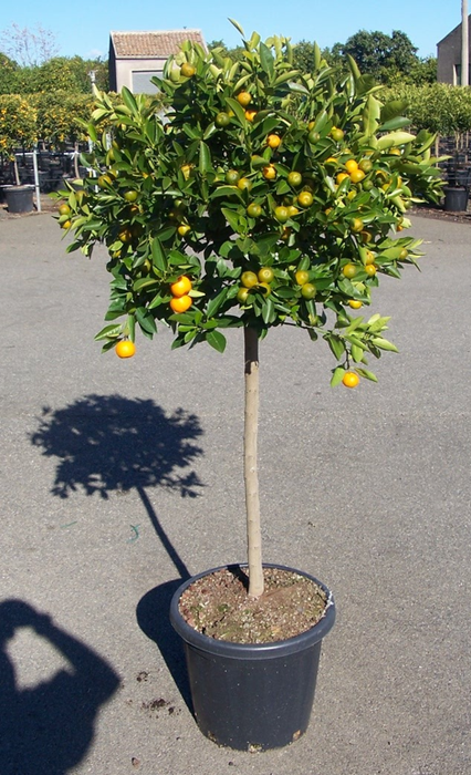 <h4>Citrus hystrix</h4>