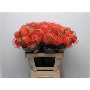 Leuco Ayoba Pink Guava