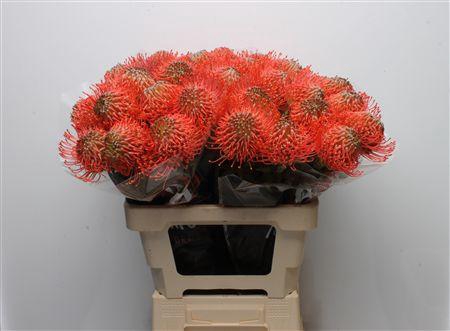 <h4>Leuco Ayoba Pink Guava</h4>