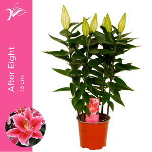Lilium After Eight 13 cm (or. lelie)