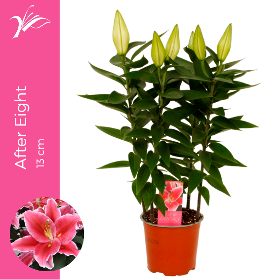 <h4>Lilium After Eight 13 cm (or. lelie)</h4>