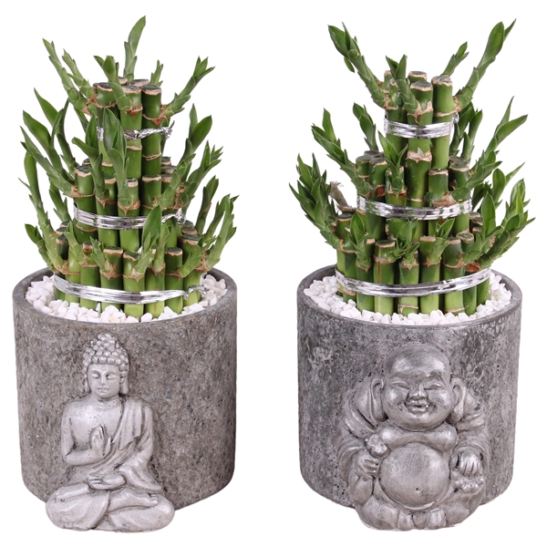 <h4>Lucky Bamboo Round 3 Small in ø11cm Concrete Silver Buddha</h4>