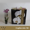 Phal Gem 7 Kl