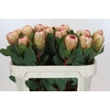 Protea Grandicolor