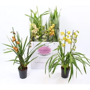 Cymbidium   ...mix