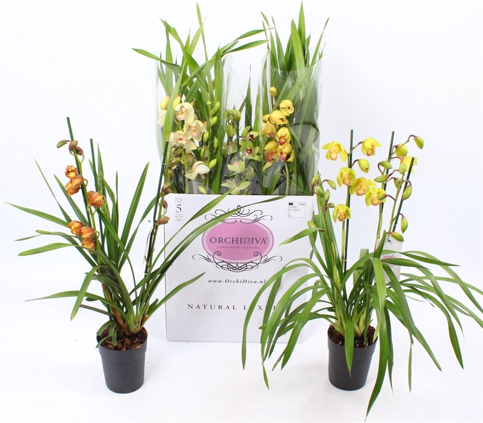 <h4>Cymbidium   ...mix</h4>