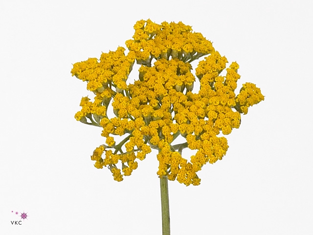 Achillea Coronation Gol